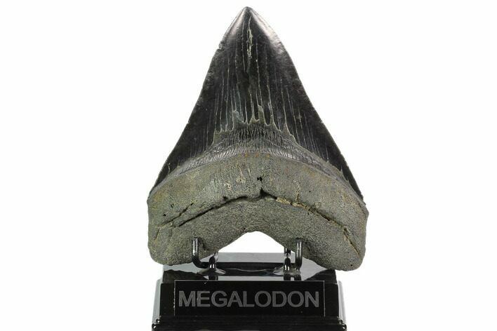 Massive, Fossil Megalodon Tooth - South Carolina #125532